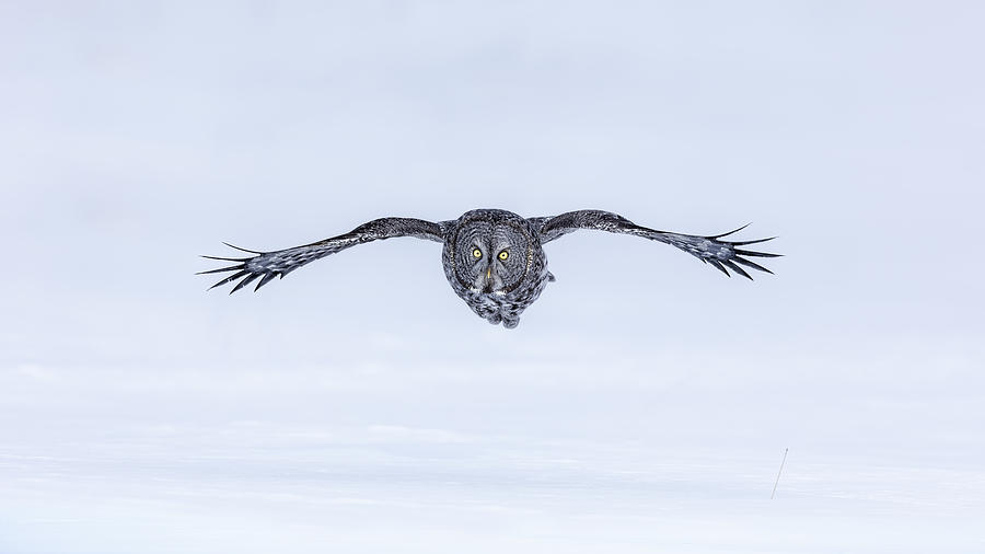 Great Grey Owl In Flight Photograph by Jun Zuo