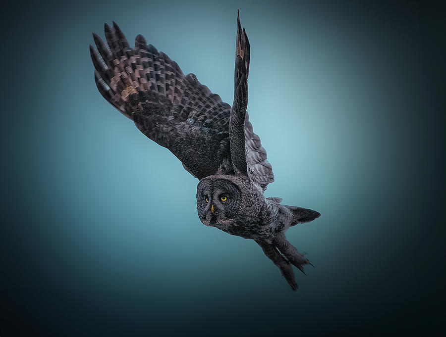 Great Grey Owl In Flight Photograph by Robert Zhang