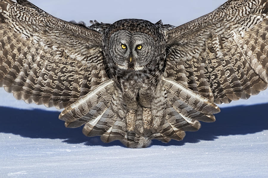 Owl Photograph - Great Grey Owl by Jun Zuo