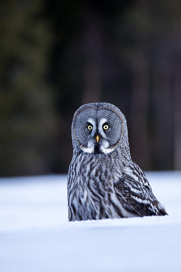 Great Grey Owl Photograph by Kique Ruiz