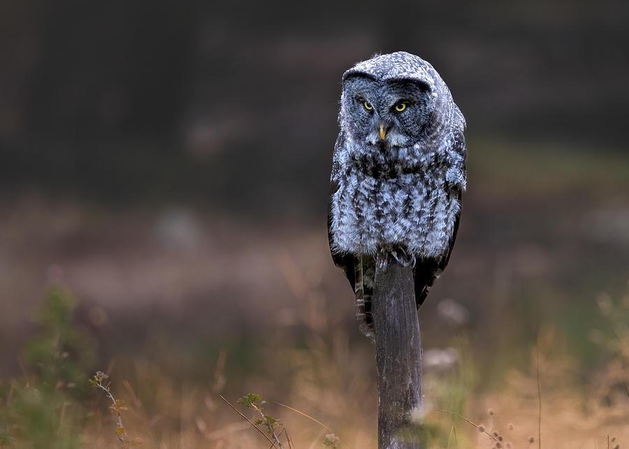 Great Grey Owl Photograph by Li Ying