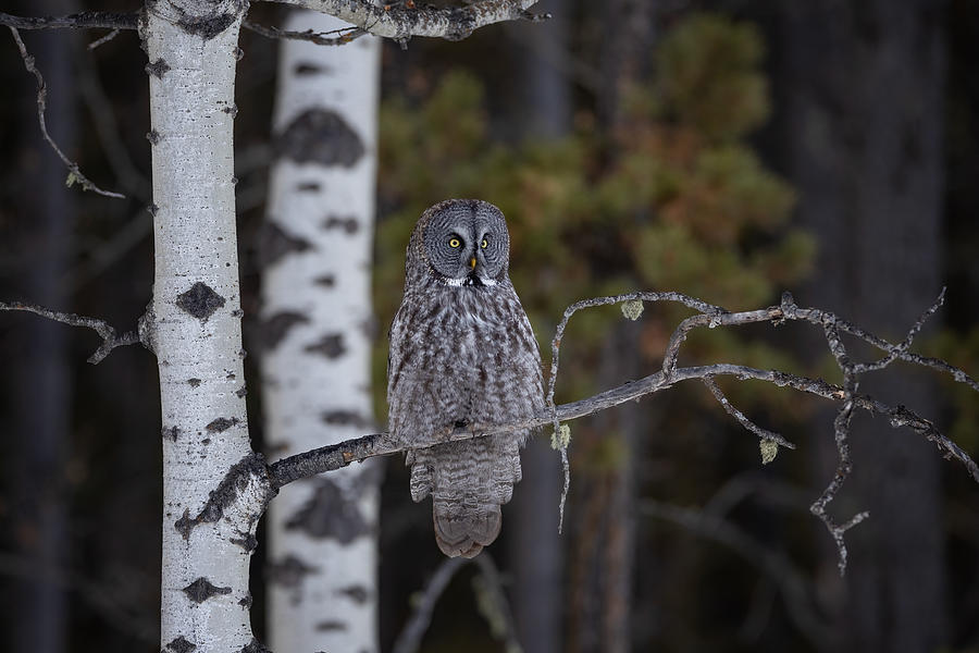 Great Grey Owl Photograph by Max Wang