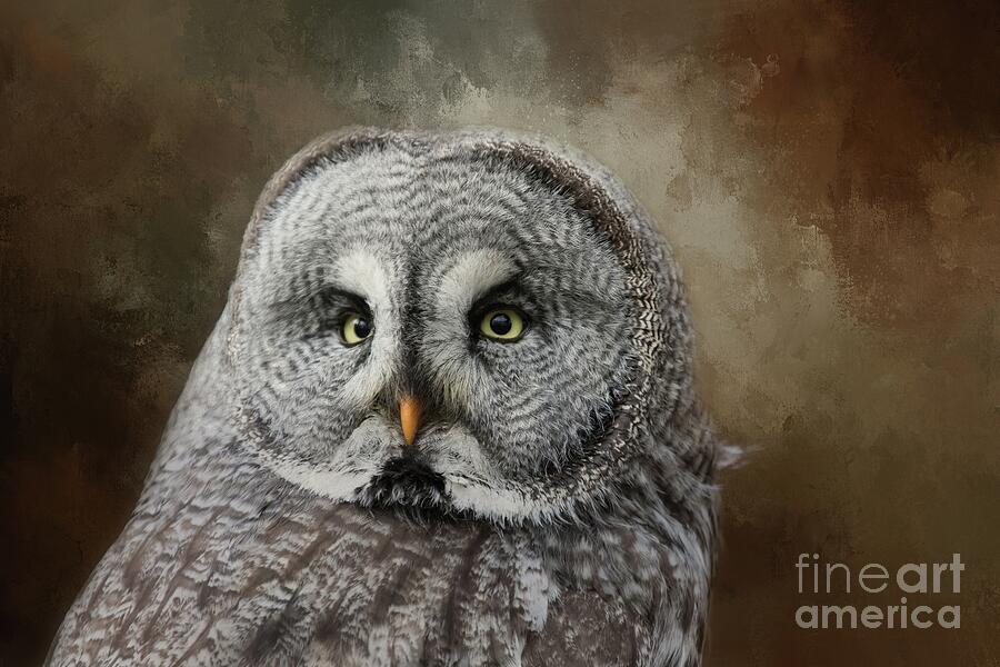 Great Grey Owl Portrait by Eva Lechner Great Grey Owl Portrait by Eva Lechner