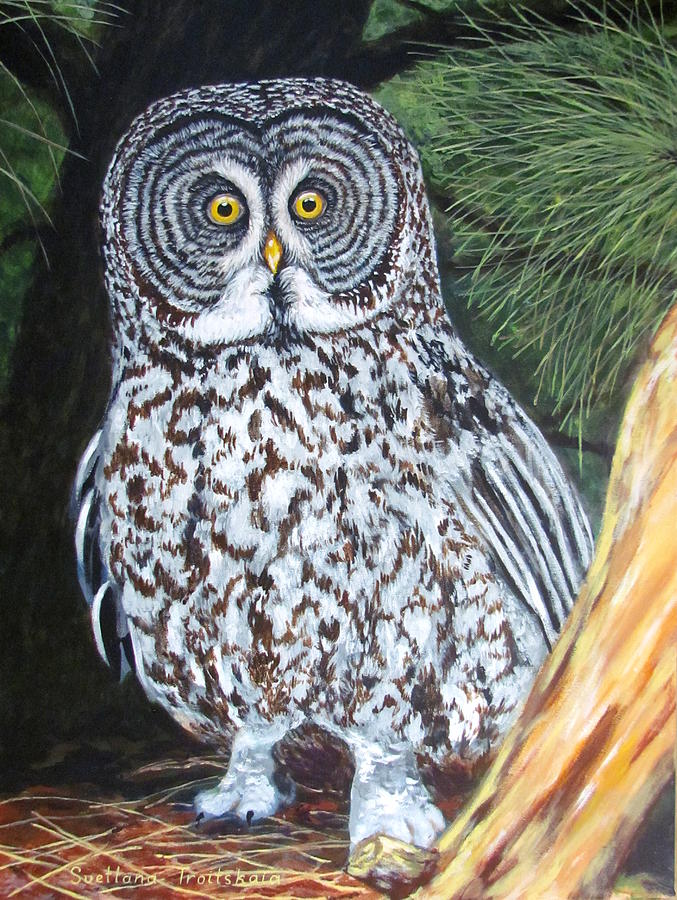 Great Grey Owl Painting by Svetlana Troitskaia