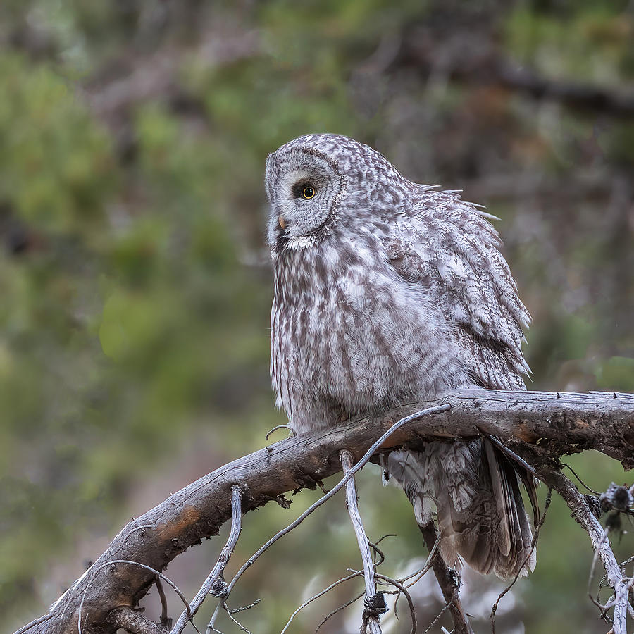 Great Grey Owl Photograph by Taksing (????)