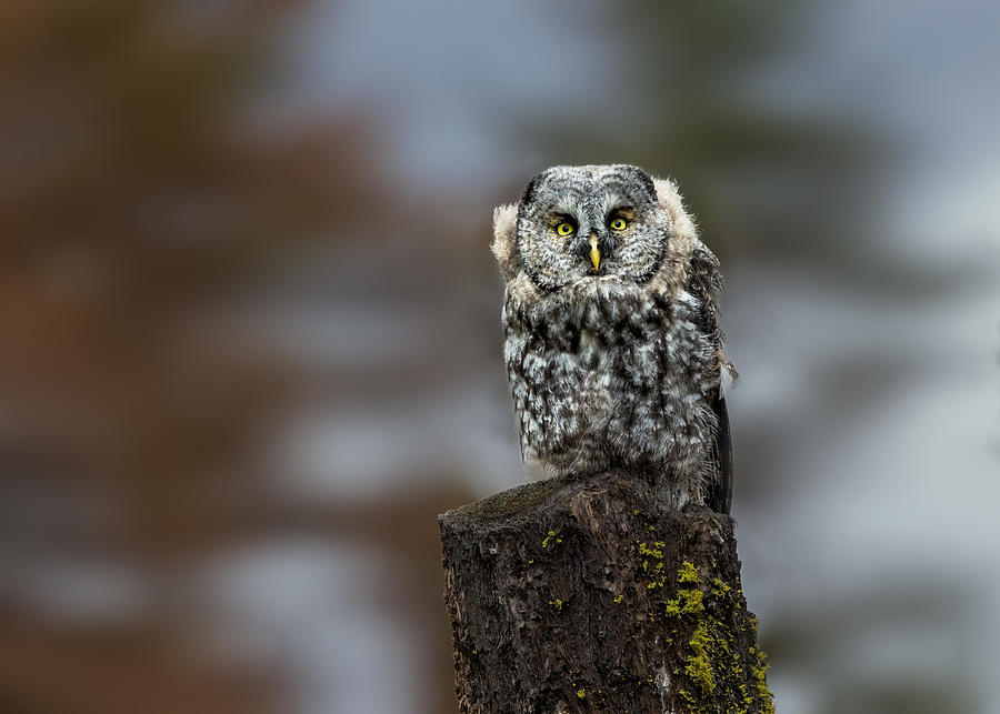 Great Grey Owl With Headphones Photograph by Li Ying
