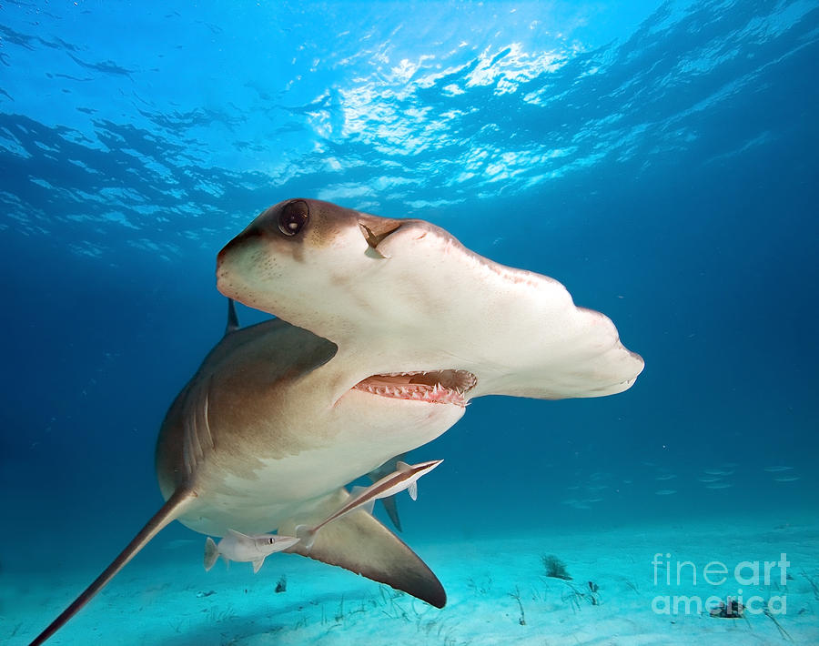 Big Photograph - Great Hammerhead by Frantisekhojdysz Big Photograph - Great Hammerhead by Frantisekhojdysz