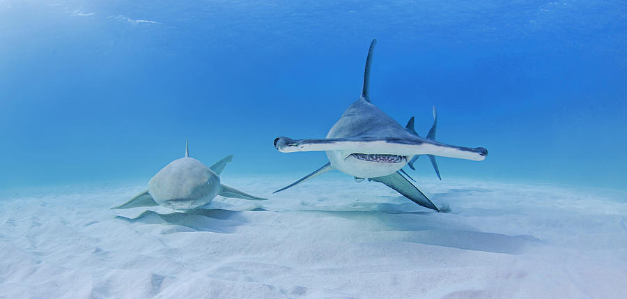 Great Hammerhead Shark Beside Nurse Shark Digital Art by Ken Kiefer 2 ...