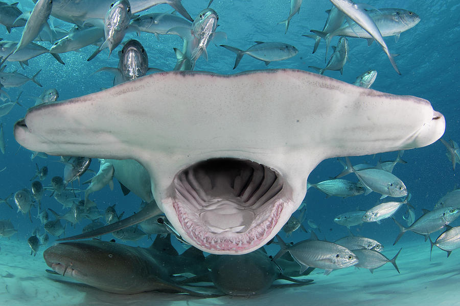 Great Hammerhead Shark, Feeding, Bahamas Photograph by Andy Murch ...