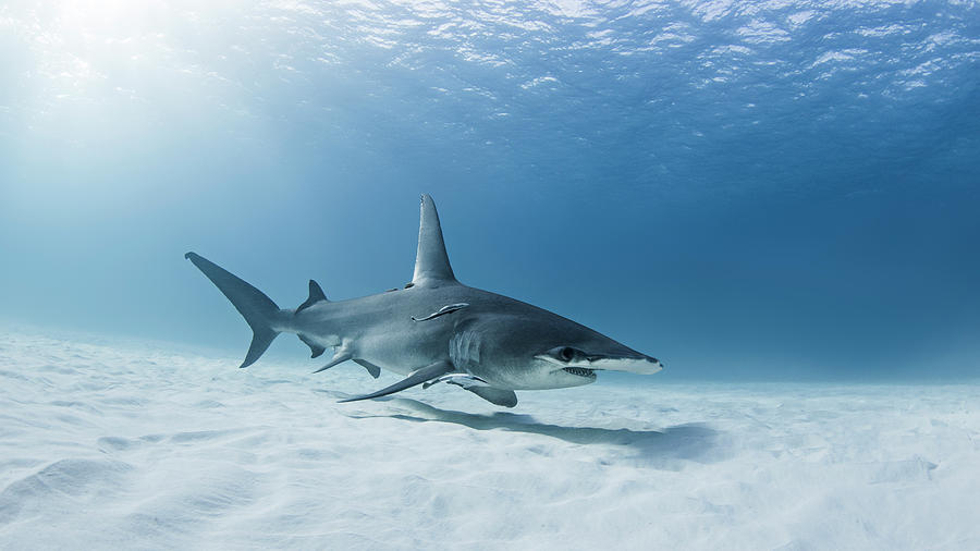 Great Hammerhead Shark, Underwater View Digital Art by Ken Kiefer 2 ...