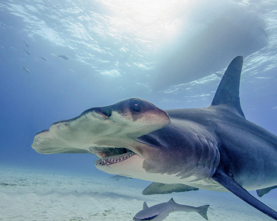 Great Hammerhead Shark With Sunburst Photograph by Brent Barnes