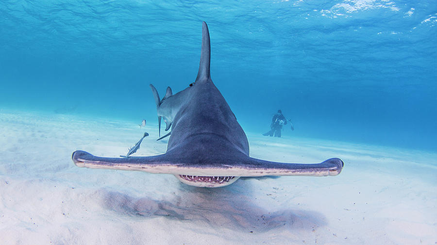 Hammerhead Shark Digital Art - Great Hammerhead Sharks With Photographer by Ken Kiefer 2