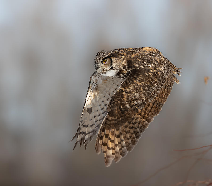 Great Homed Owl Photograph by Davidhx Chen