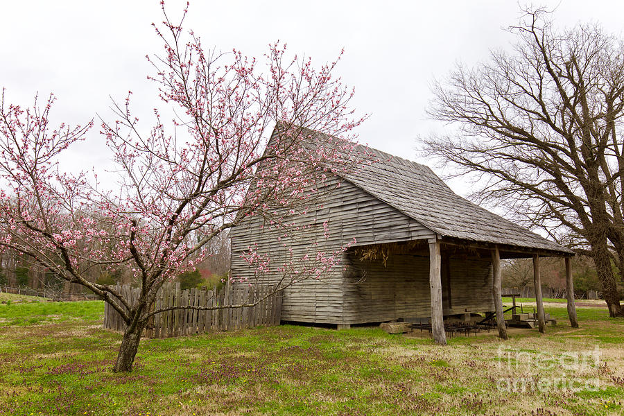 Spring Blossoms at Great Hopes Plantation by Rachel Morrison Spring Blossoms at Great Hopes Plantation by Rachel Morrison