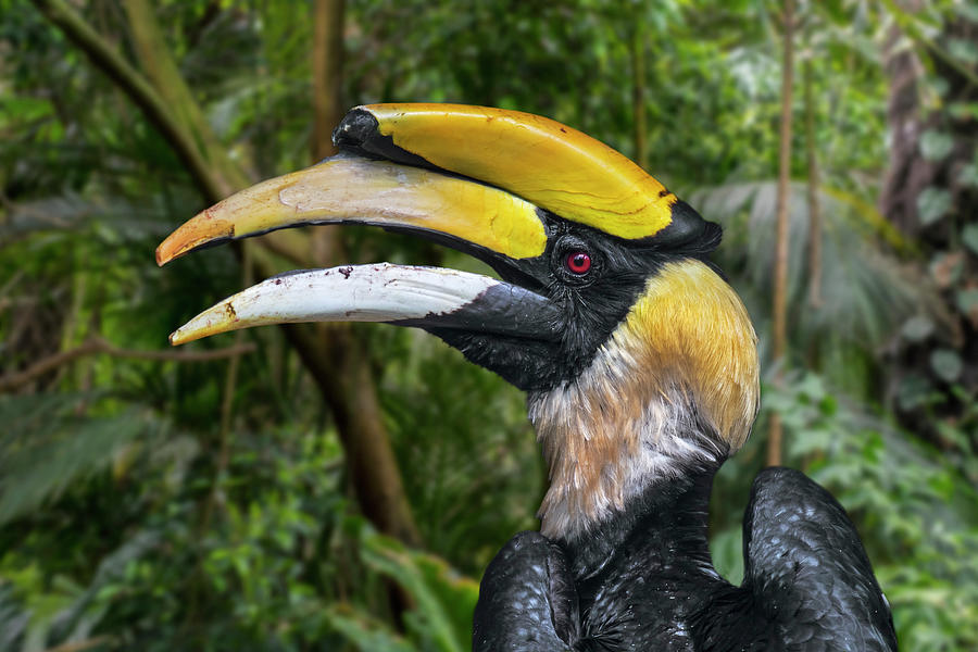 Great Hornbill Photograph by Arterra Picture Library
