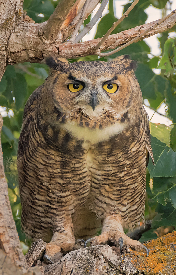 Great Horned Glare Photograph by Loree Johnson