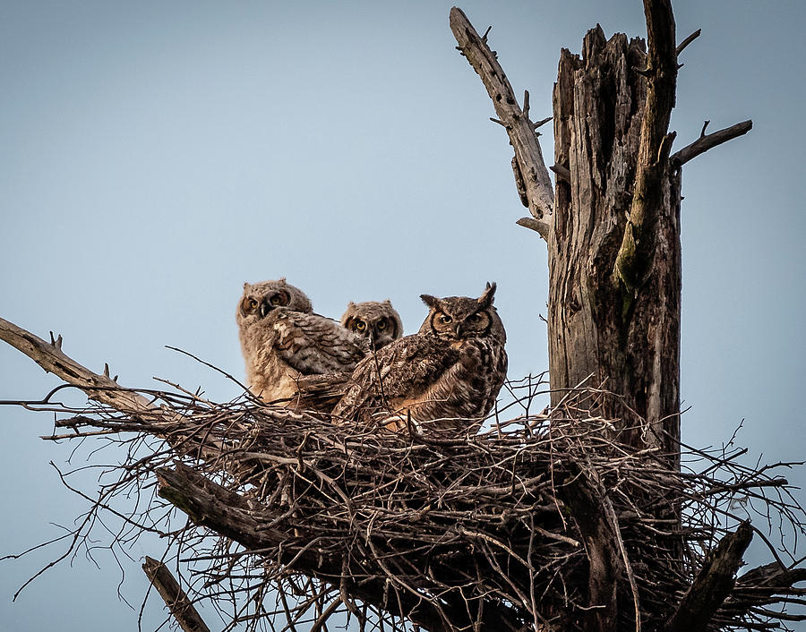 Great Horned Mama and owlets Photograph by Hershey Art Images