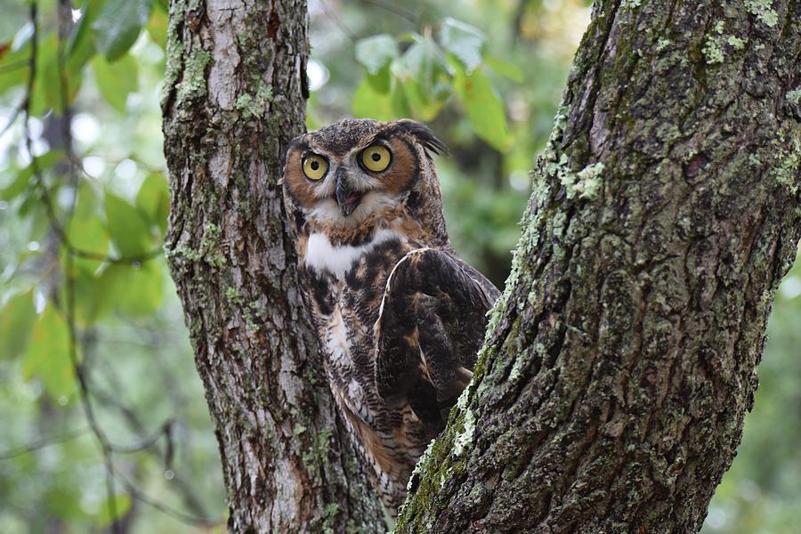 Great Horned Owl 497 Photograph by Joyce StJames