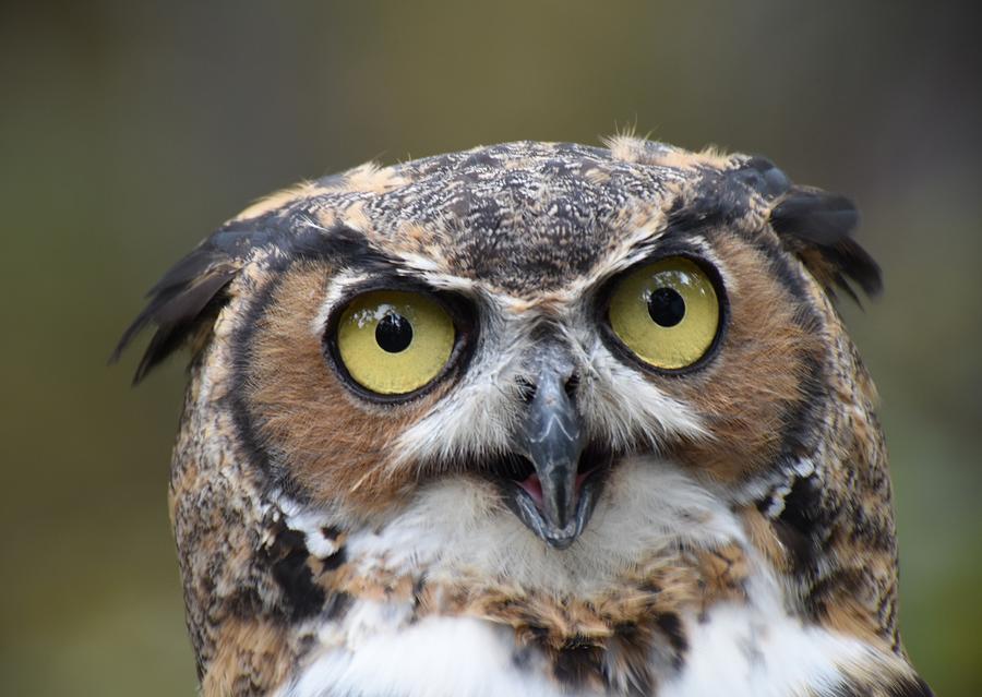 Great Horned Owl 522 Photograph by Joyce StJames