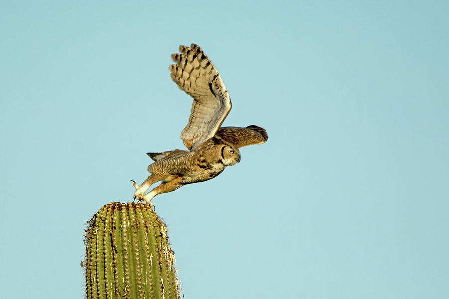 Great Horned Owl Adult 8086-042519 Photograph by Tam Ryan