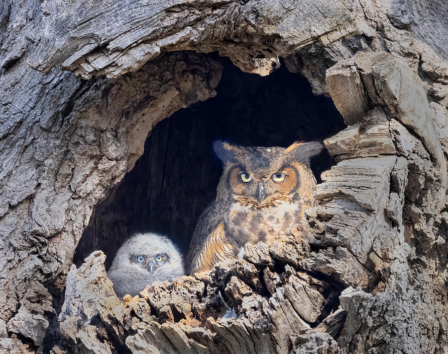 Great Horned Owl And Her Baby Photograph by Jasmine Suo