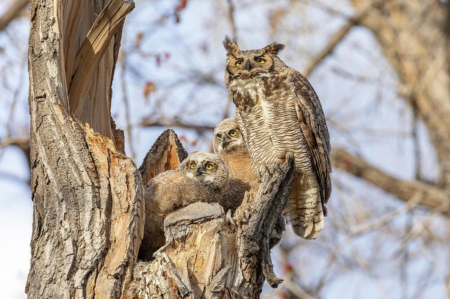 Great Horned Owl and Her Owlets Keep Watch Photograph by Tony Hake