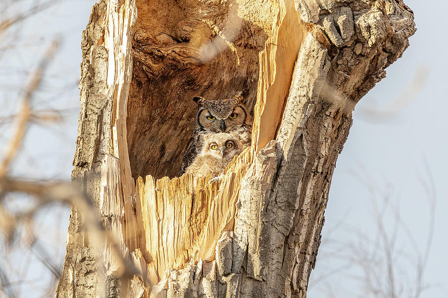 Great Horned Owl and Owlet at Home Photograph by Tony Hake