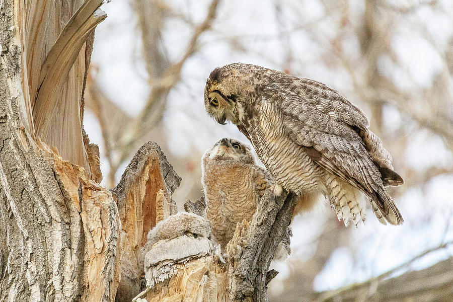 Great Horned Owl and Owlet Enjoy a Moment Photograph by Tony Hake