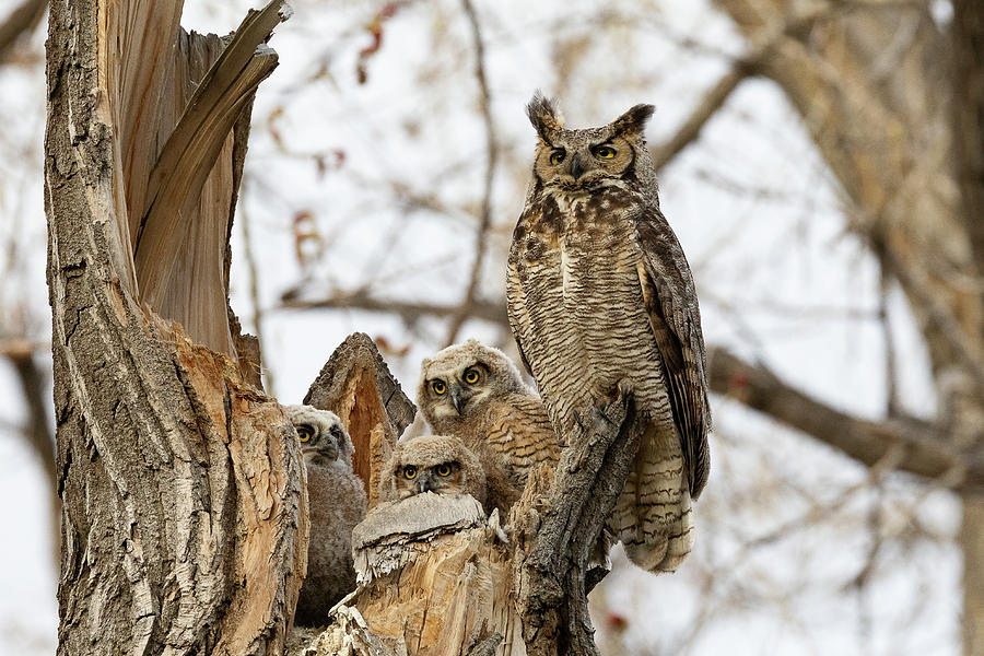 Great Horned Owl and Owlets Enjoy the Evening Photograph by Tony Hake