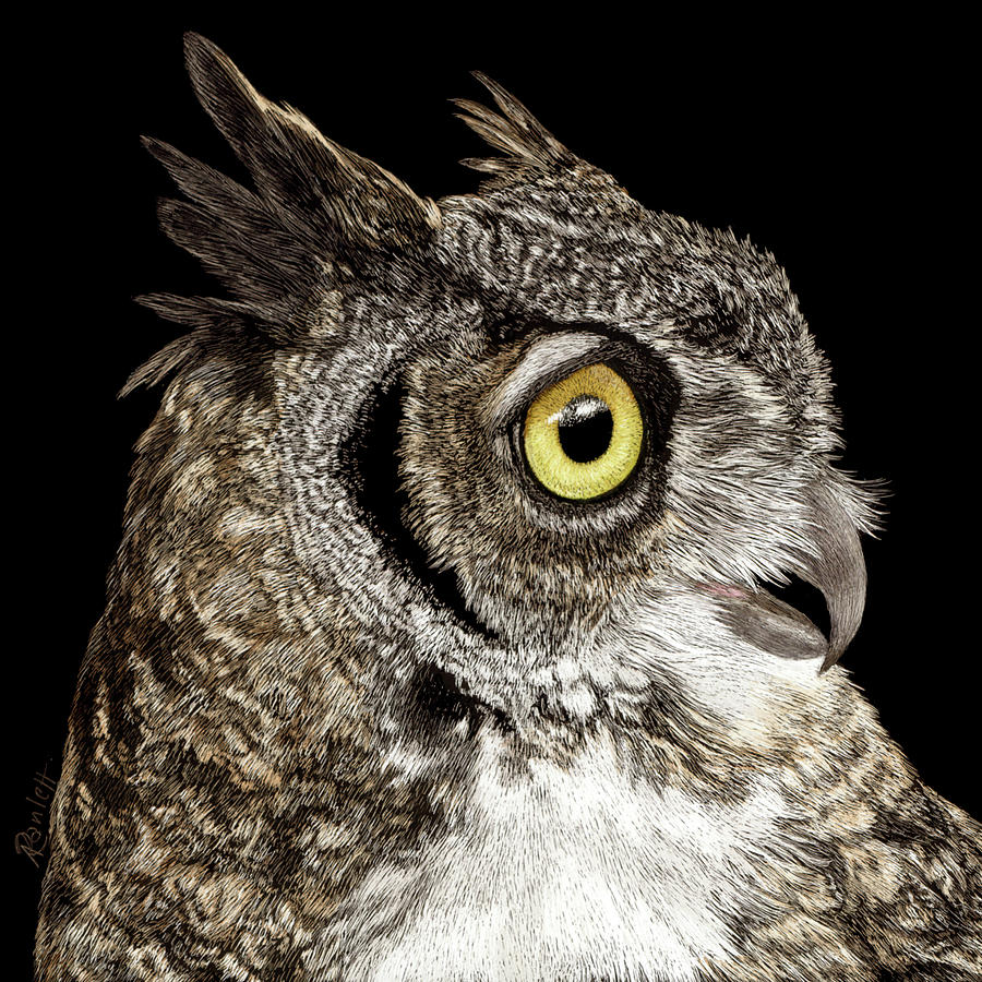 Great-horned Owl Drawing by Ann Ranlett