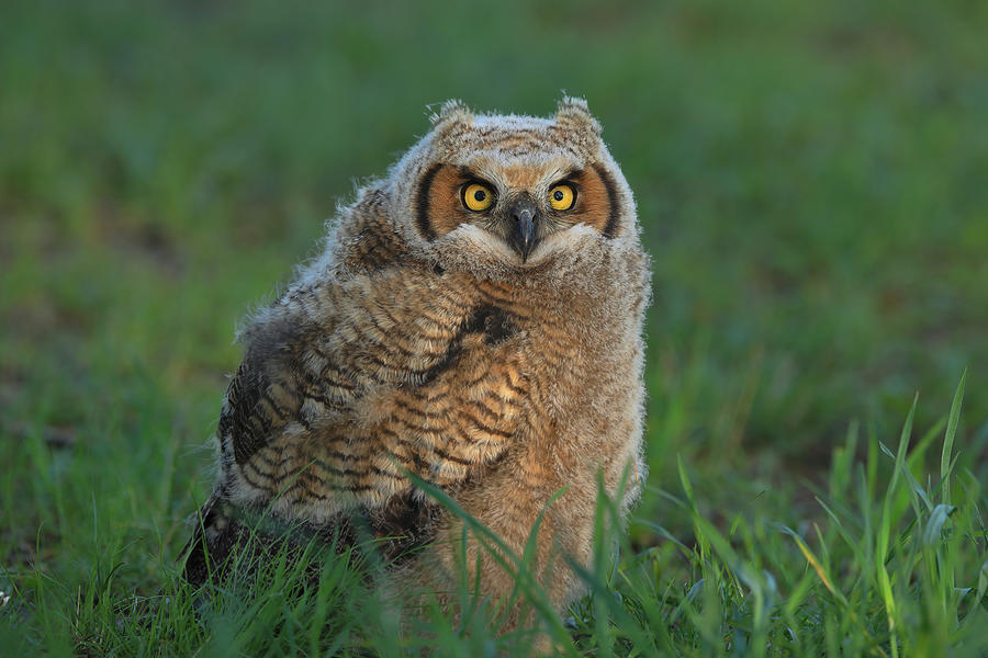 Great Horned Owl baby Photograph by Gavin Lam