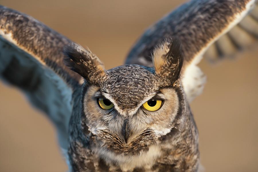 Great-horned Owl Bubo Virginianus Photograph by Design Pics / David Ponton