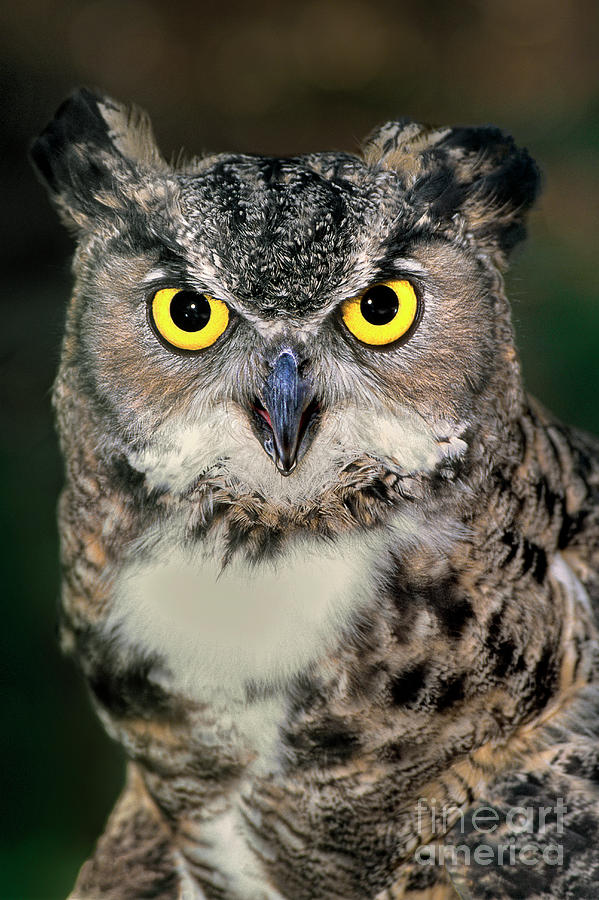 Great Horned Owl Bubo Virginianus Wildlife Rescue Photograph by Dave Welling