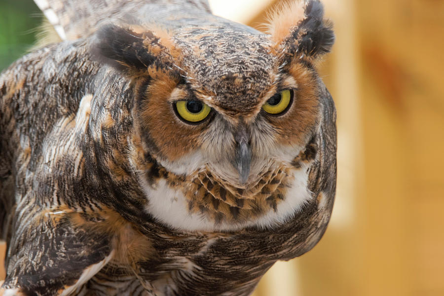 Owl Photograph - Great Horned Owl Bz 7 17 1 by Robert Michaud