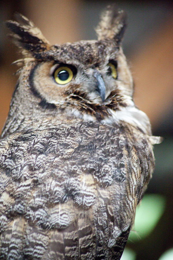 Great Horned Owl Photograph by Carol Ann Thomas - Pixels