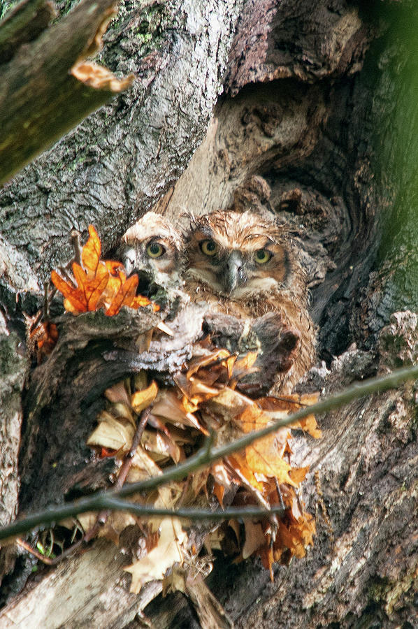 Great Horned Owl Chicks 1 Photograph by Steve Stuller