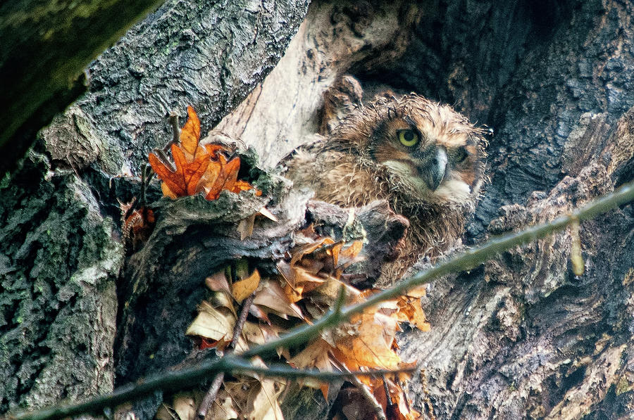 Great Horned Owl Chicks 3 Photograph by Steve Stuller