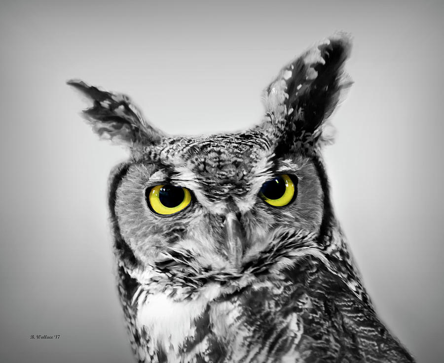 Great Horned Owl Color Select Photograph by Brian Wallace