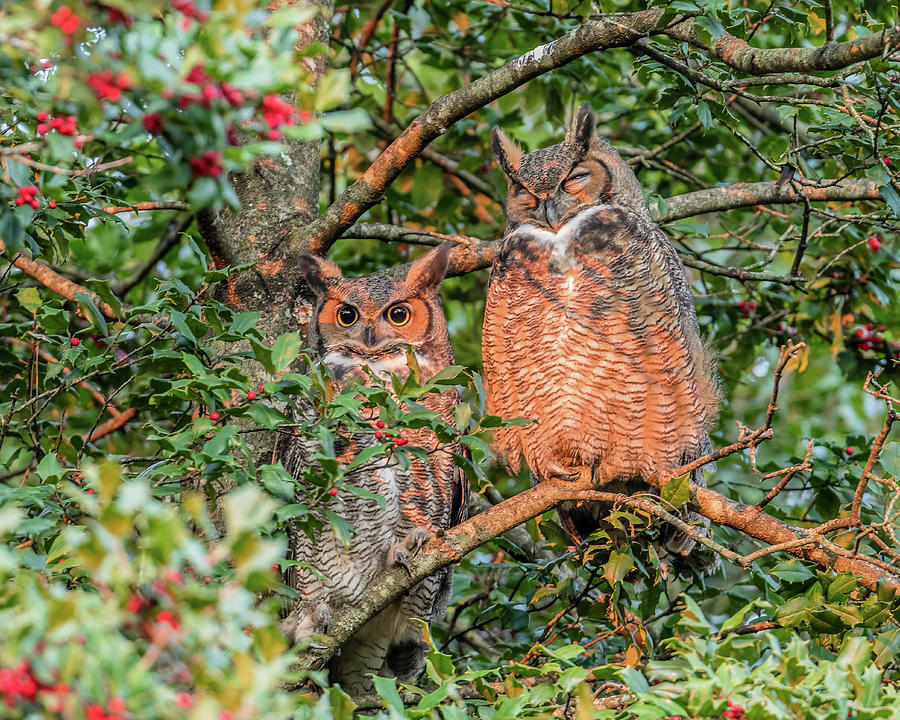 Owl Photograph - Great Horned Owl Couple At Sunrise by Morris Finkelstein