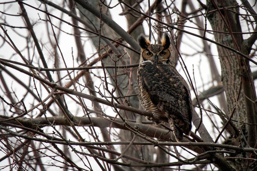 Great Horned Owl Photograph by Daniel Dangler - Fine Art America