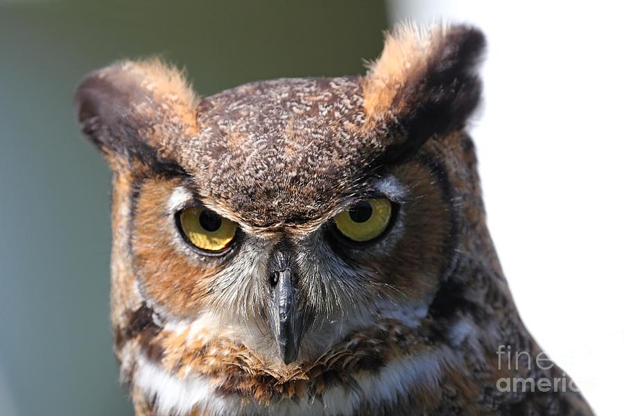 Great Horned Owl Photograph by Davandra Cribbie