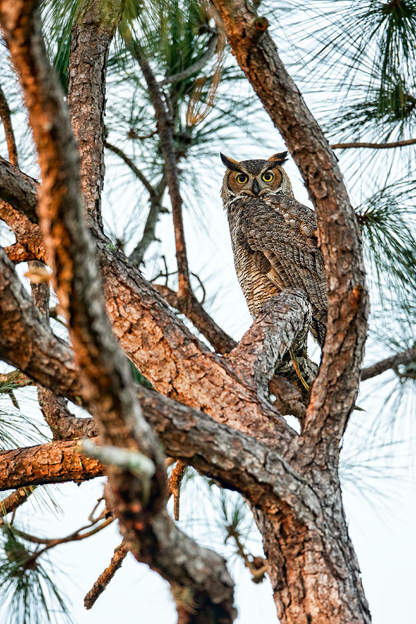 Owl Photograph - Great Horned Owl by David Eppley