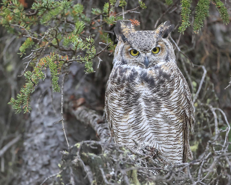 Great Horned Owl Denali Park Photograph