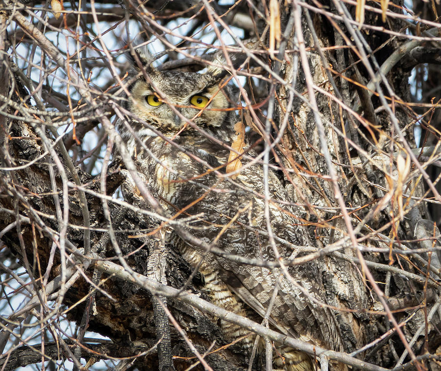 Great Horned Owl Photograph by Elizabeth Waitinas