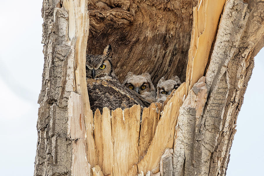 Great Horned Owl Family at Home Photograph by Tony Hake