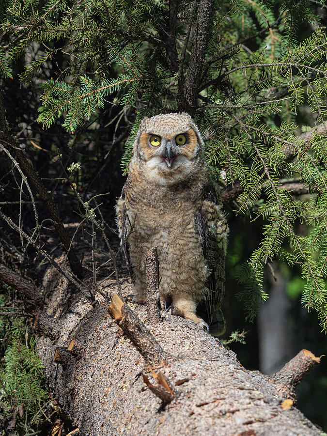 Great Horned Owl Fledgling in Alaska Photograph by Dee Carpenter