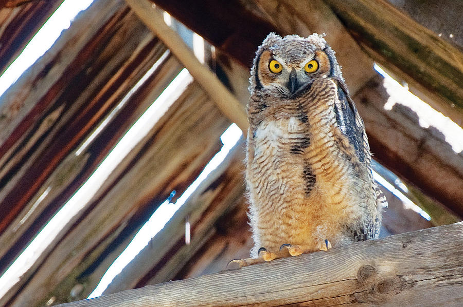 Great Horned Owl Photograph by Gene Bollig