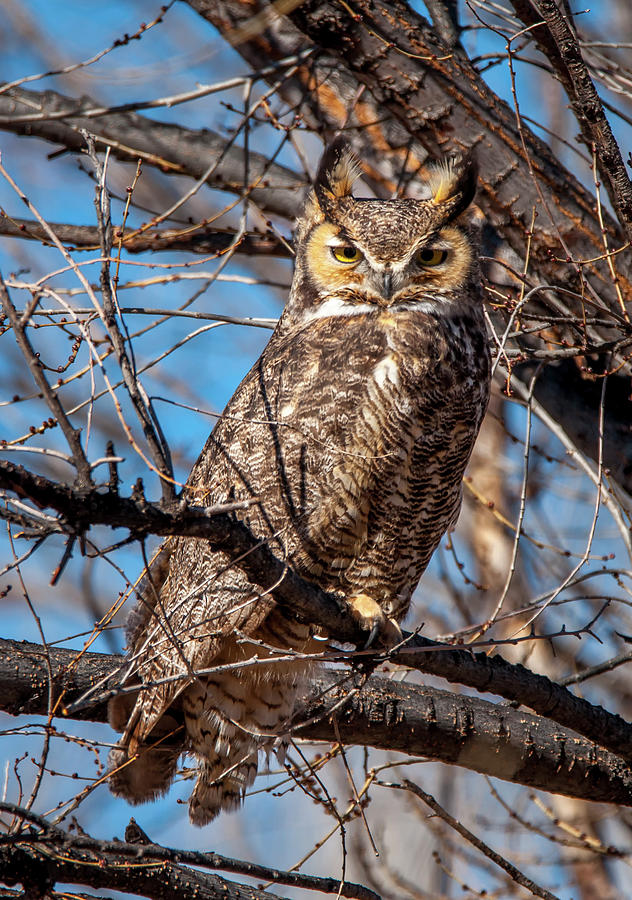 Great Horned Owl Photograph by Gerald DeBoer