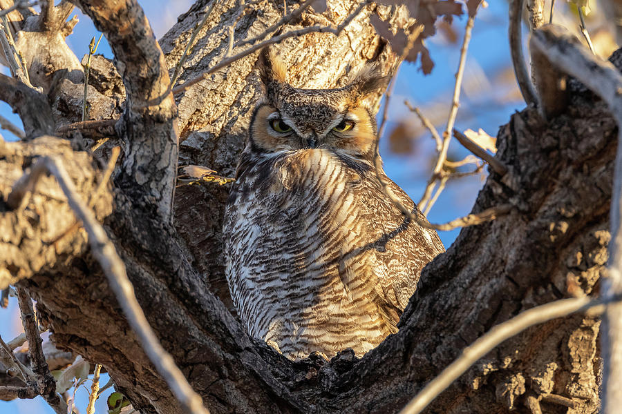 Great Horned Owl Gives a Stern Look Photograph by Tony Hake