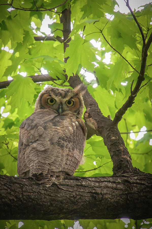 Great Horned Owl Photograph by Hermes Fine Art